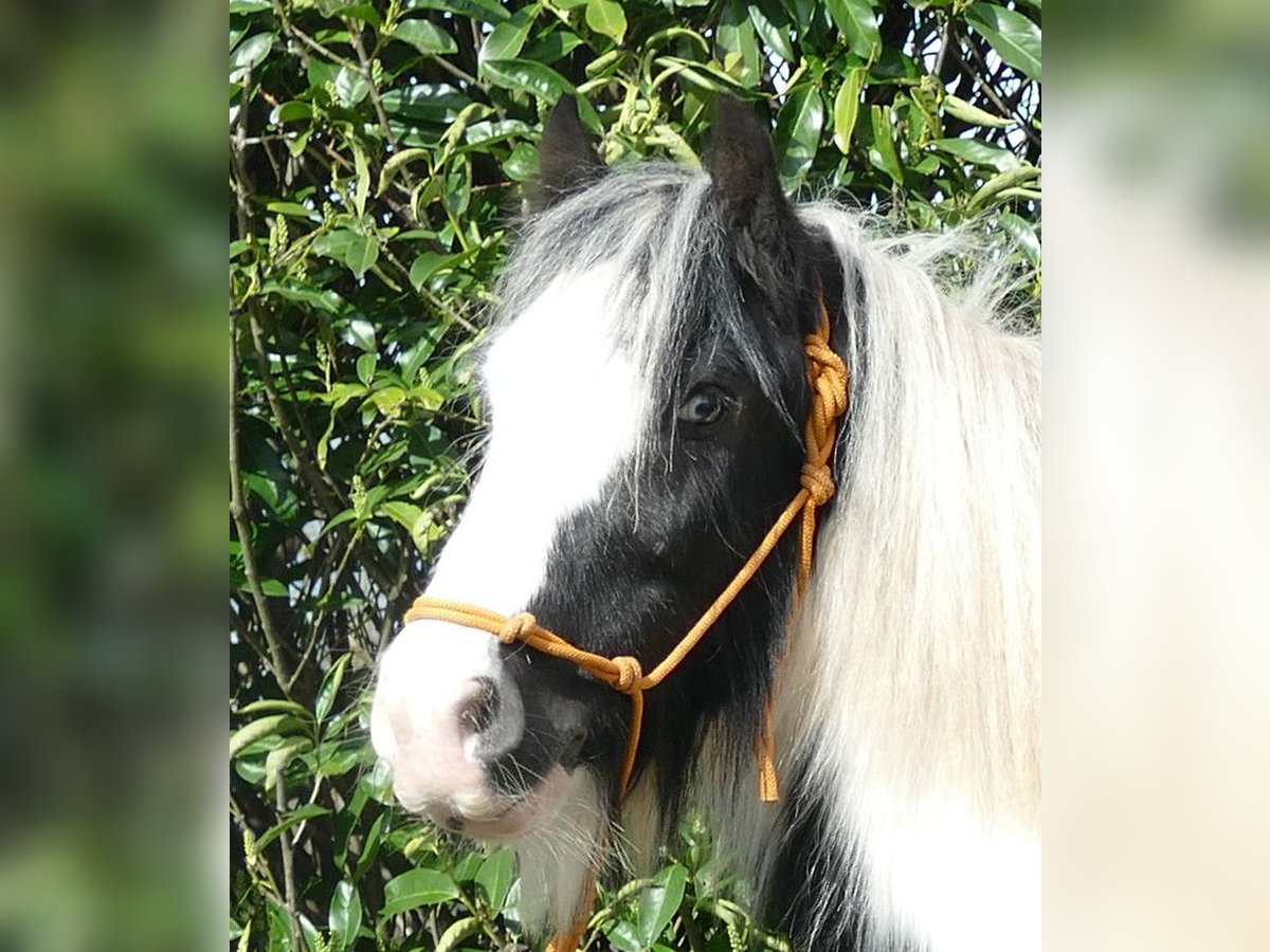 Cob Irlandese / Tinker / Gypsy Vanner Castrone 7 Anni 132 cm Pezzato in Lathen