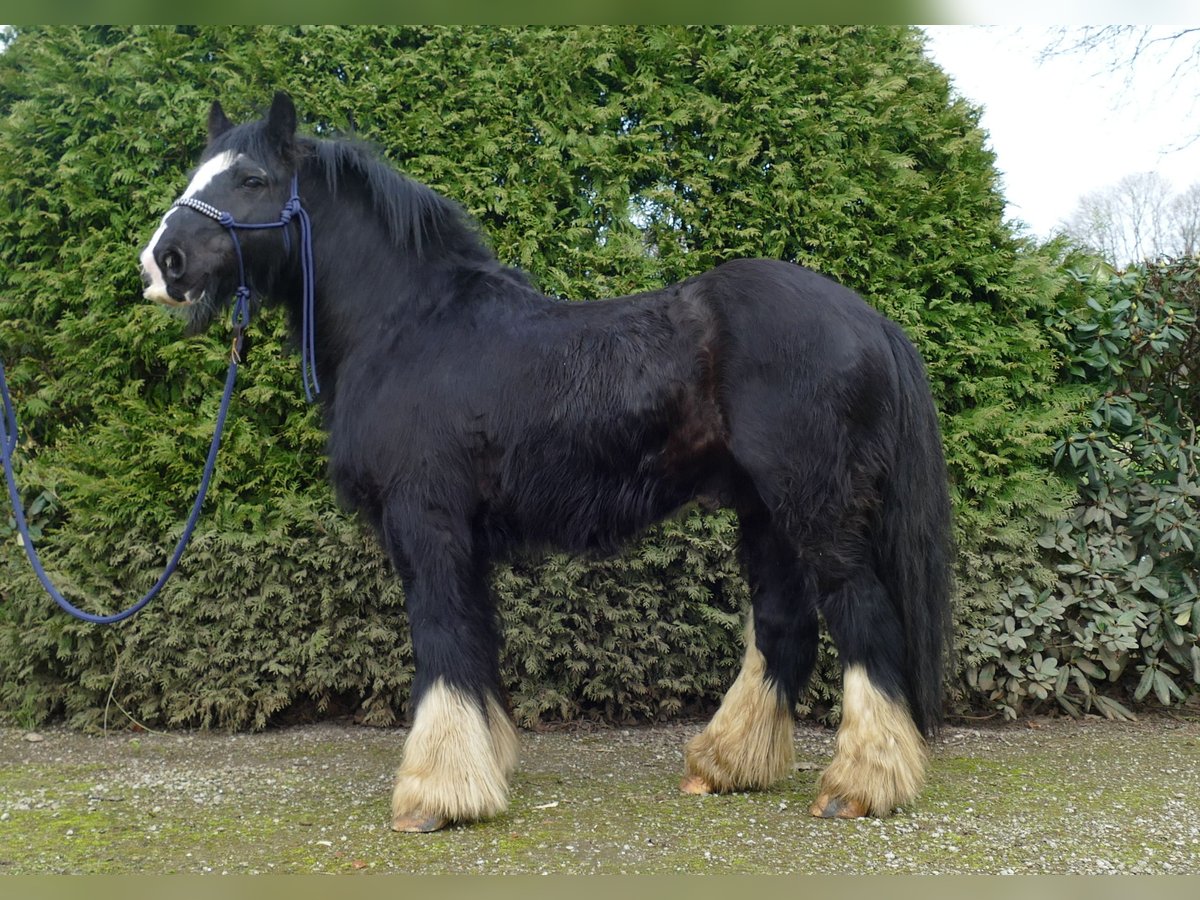 Cob Irlandese / Tinker / Gypsy Vanner Castrone 7 Anni 134 cm Morello in Lathen