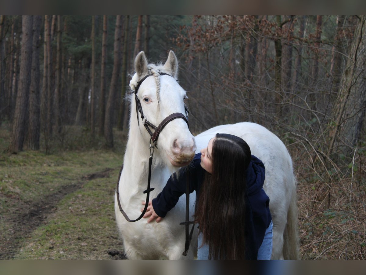 Cob Irlandese / Tinker / Gypsy Vanner Castrone 7 Anni 139 cm Cremello in Hämelhausen