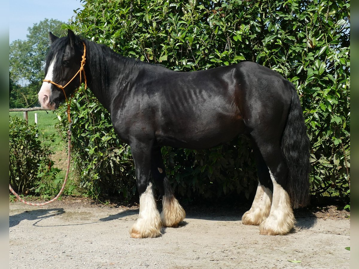 Cob Irlandese / Tinker / Gypsy Vanner Castrone 7 Anni 139 cm Morello in Lathen