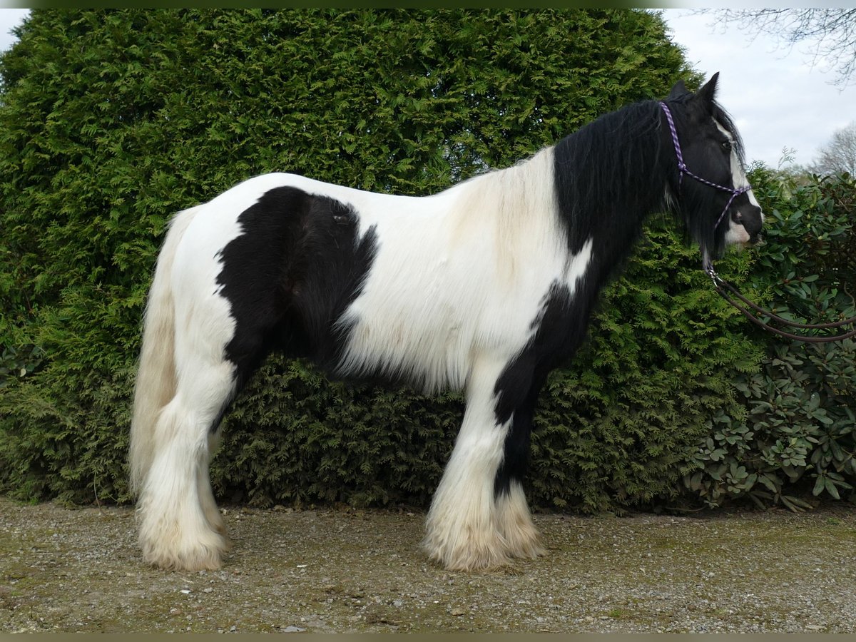 Cob Irlandese / Tinker / Gypsy Vanner Castrone 7 Anni 142 cm Pezzato in Lathen