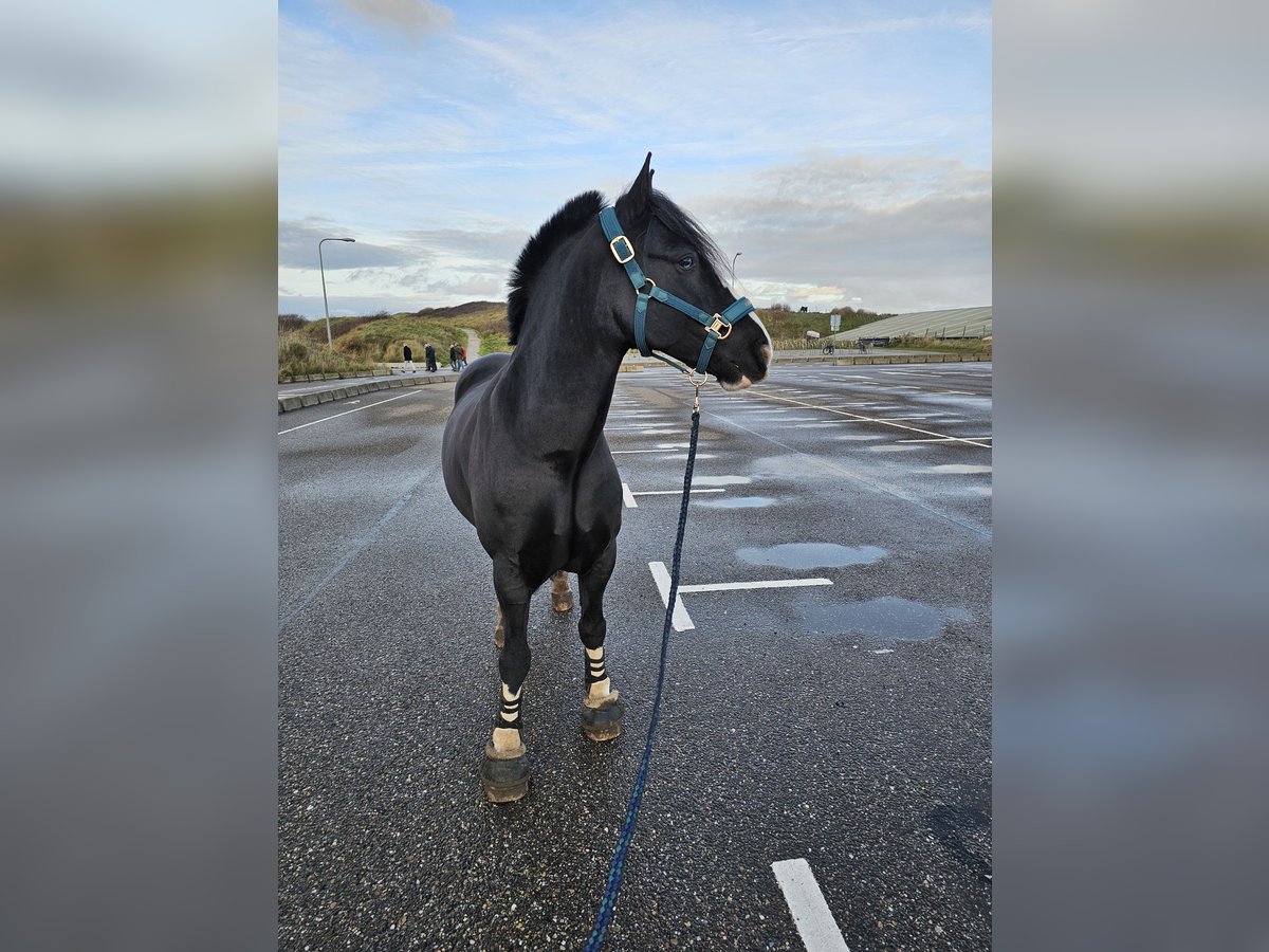 Cob Irlandese / Tinker / Gypsy Vanner Castrone 7 Anni 144 cm Baio scuro in Katwijk