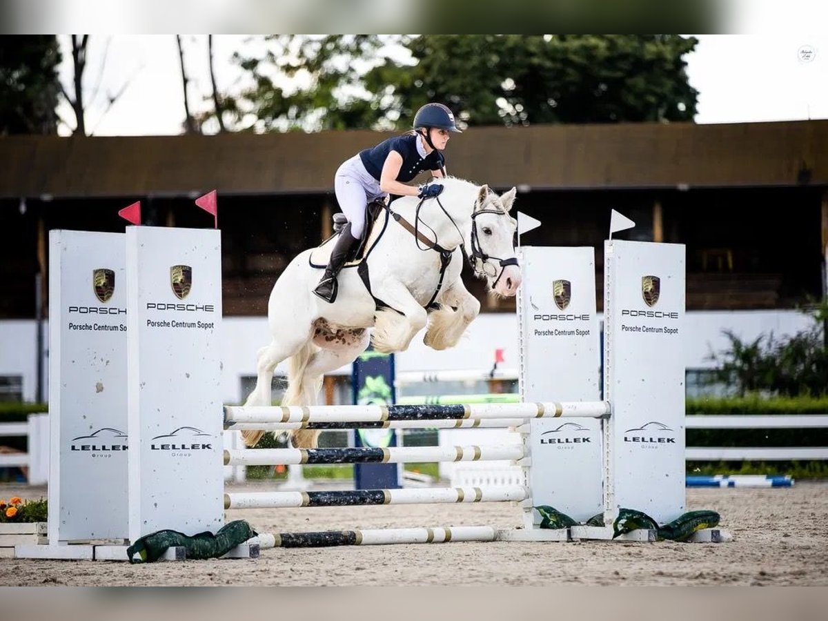 Cob Irlandese / Tinker / Gypsy Vanner Castrone 7 Anni 145 cm in Levice