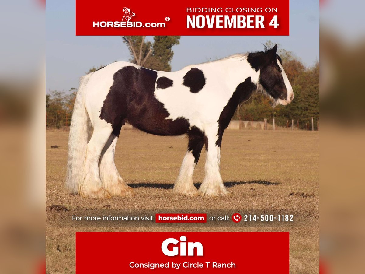 Cob Irlandese / Tinker / Gypsy Vanner Castrone 7 Anni 145 cm Pezzato in Grand Saline