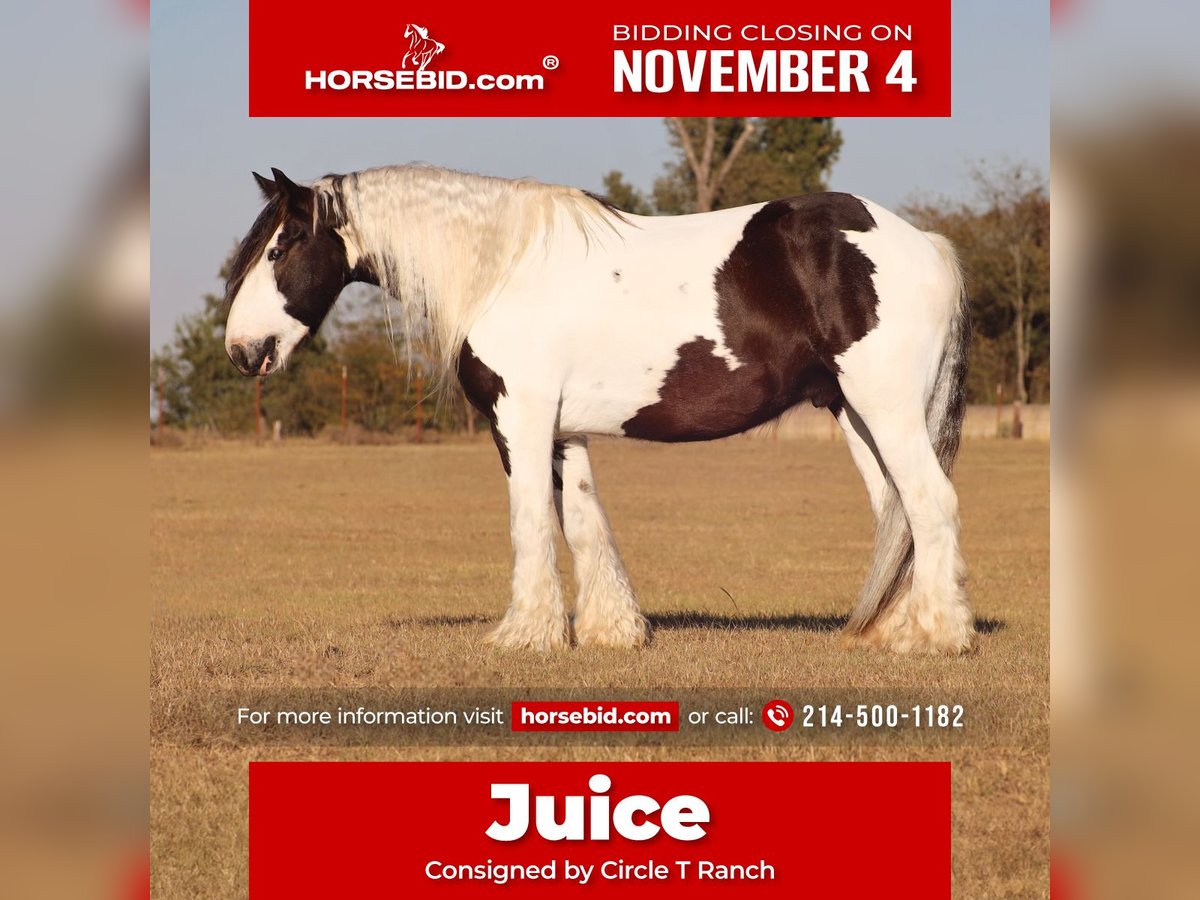 Cob Irlandese / Tinker / Gypsy Vanner Castrone 7 Anni 147 cm Pezzato in Grand Saline