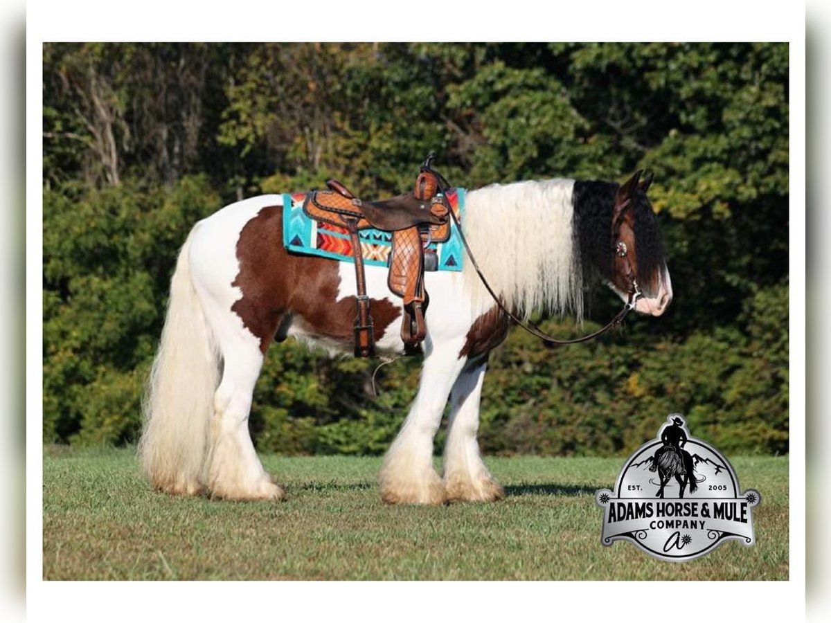 Cob Irlandese / Tinker / Gypsy Vanner Castrone 7 Anni 152 cm Baio ciliegia in Mount Vernon