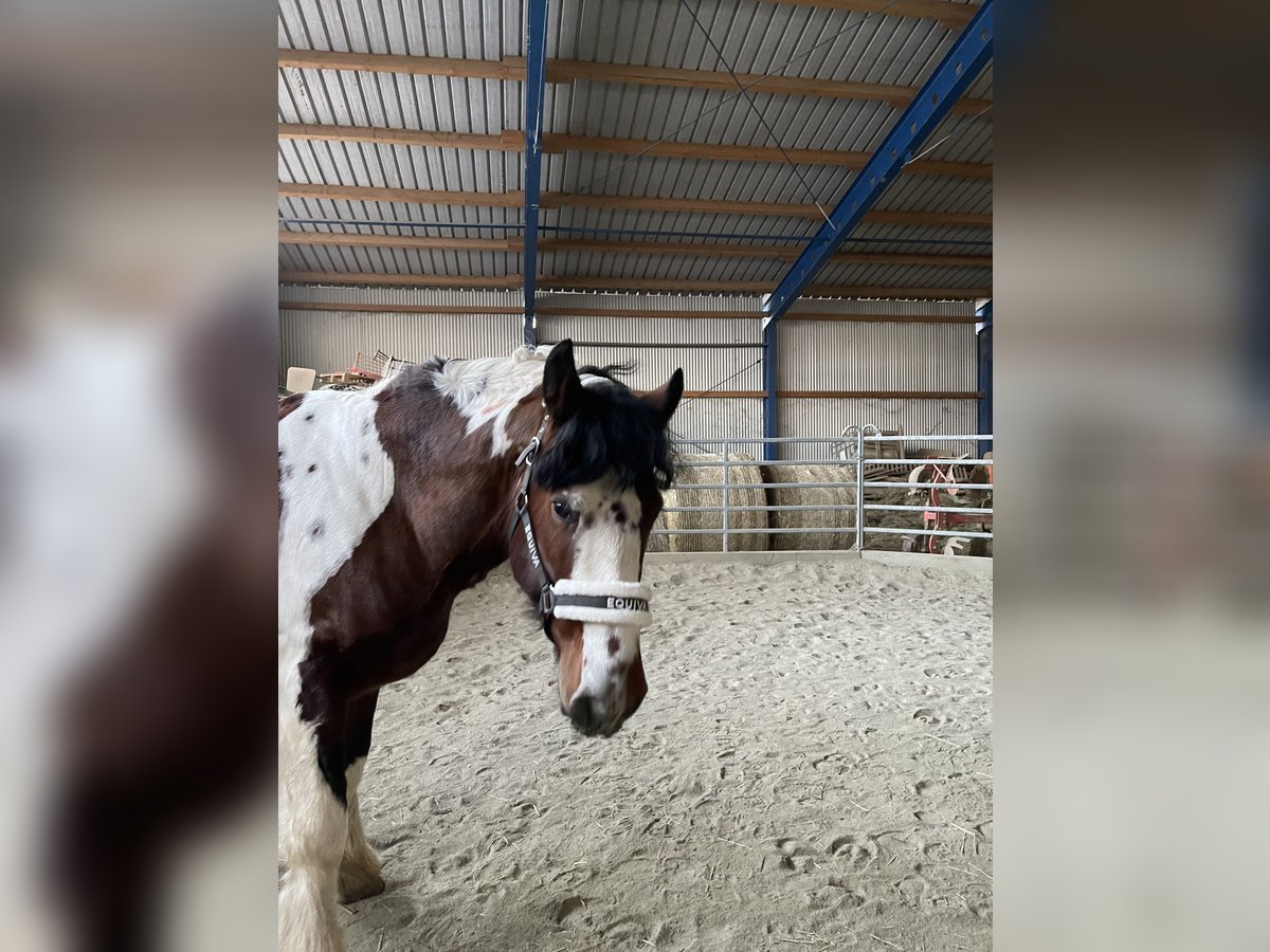 Cob Irlandese / Tinker / Gypsy Vanner Castrone 7 Anni 158 cm Baio in Stockerau