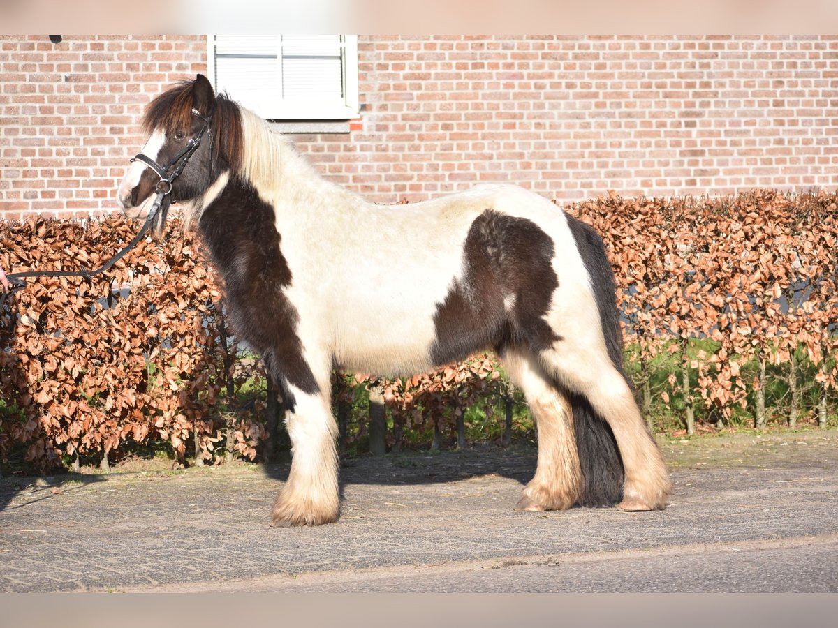 Cob Irlandese / Tinker / Gypsy Vanner Castrone 8 Anni 130 cm Tobiano-tutti i colori in Achtmaal