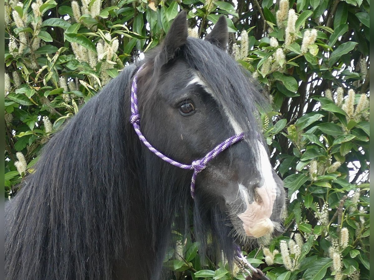 Cob Irlandese / Tinker / Gypsy Vanner Castrone 8 Anni 133 cm Morello in Lathen