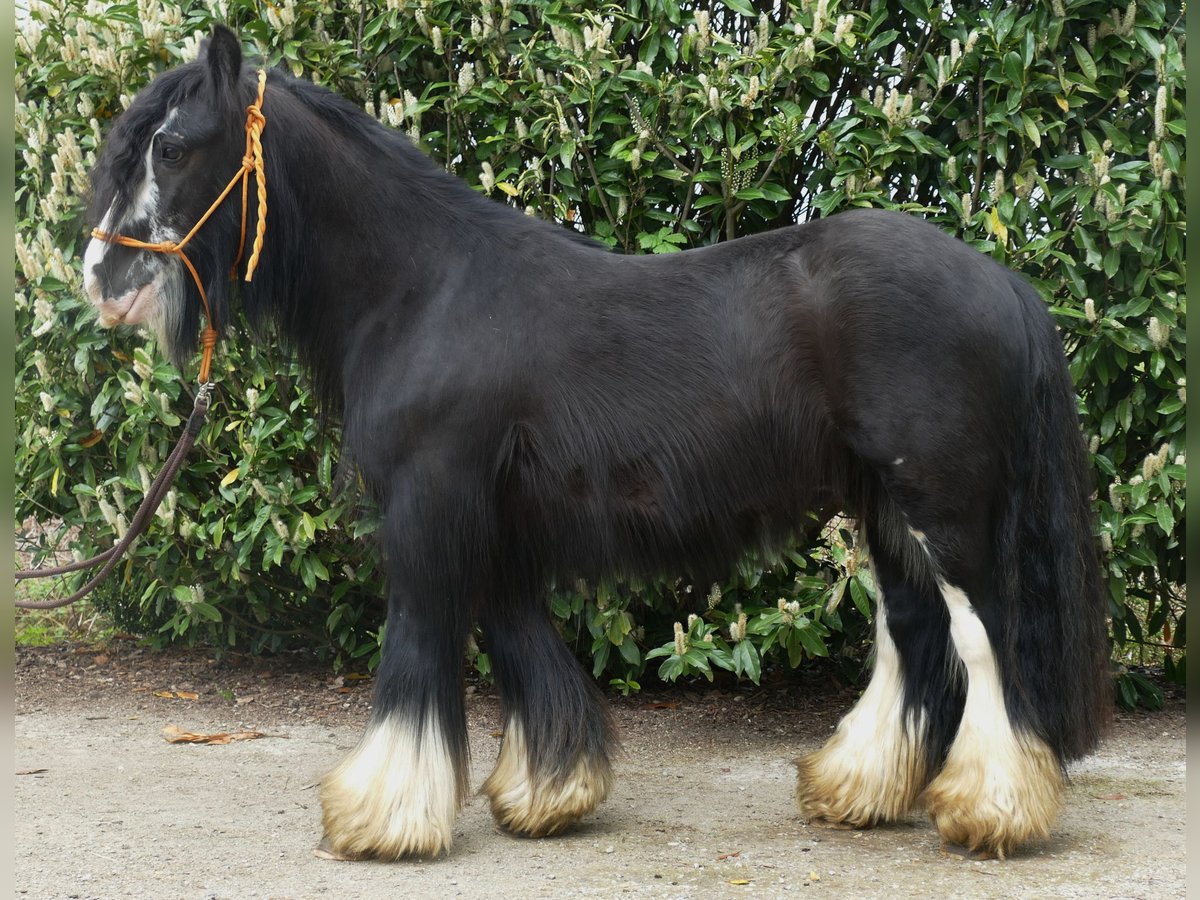 Cob Irlandese / Tinker / Gypsy Vanner Castrone 8 Anni 134 cm Morello in Lathen