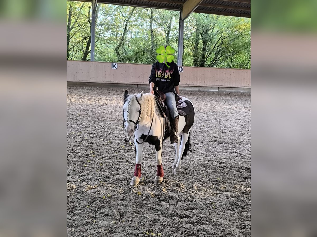 Cob Irlandese / Tinker / Gypsy Vanner Castrone 8 Anni 135 cm Pezzato in Wiesloch