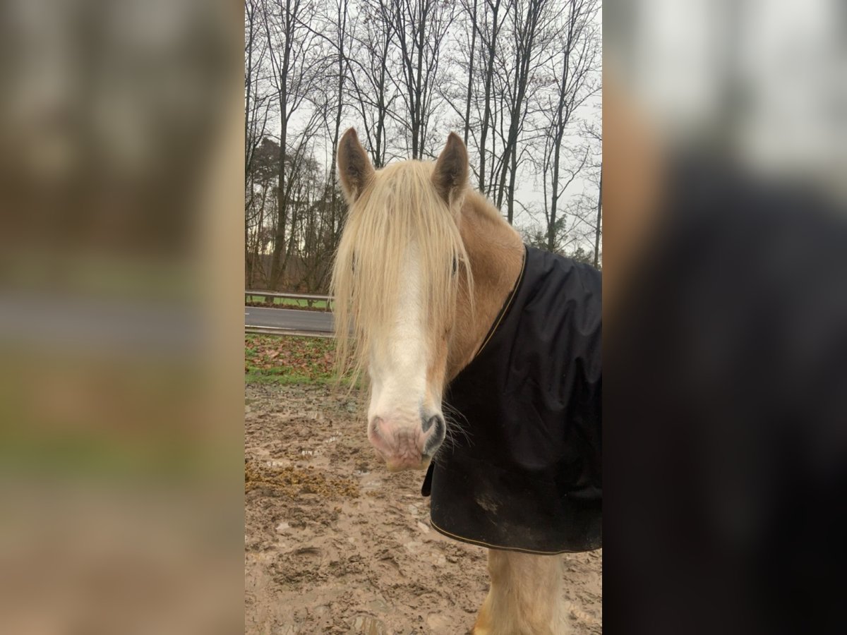 Cob Irlandese / Tinker / Gypsy Vanner Castrone 8 Anni 160 cm Cremello in Dreieich