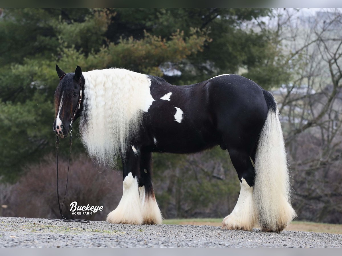 Cob Irlandese / Tinker / Gypsy Vanner Castrone 8 Anni Tobiano-tutti i colori in Millersburg