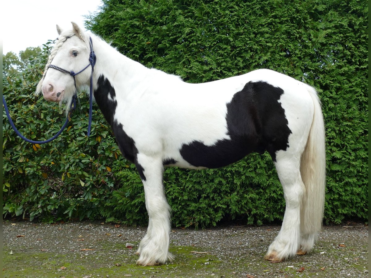 Cob Irlandese / Tinker / Gypsy Vanner Castrone 9 Anni 128 cm Pezzato in Lathen