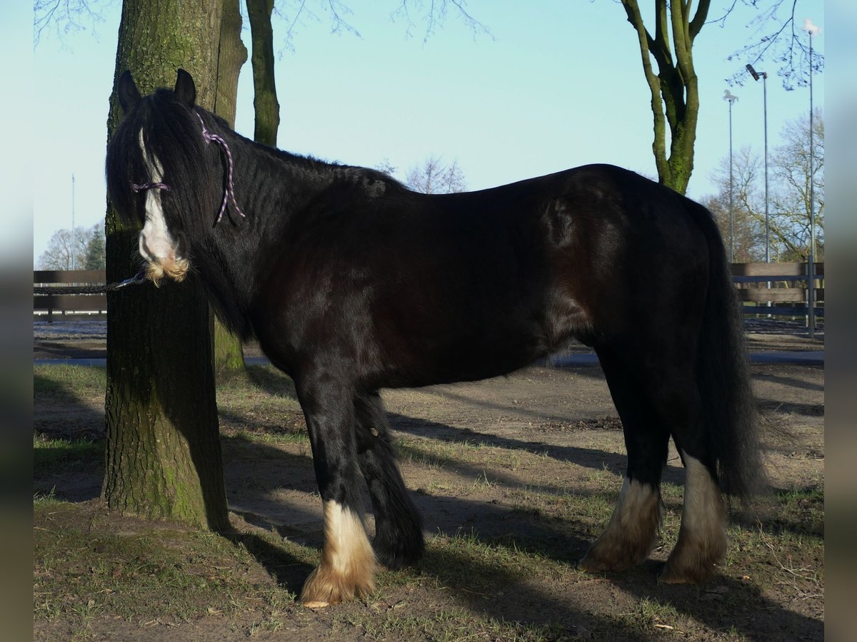 Cob Irlandese / Tinker / Gypsy Vanner Castrone 9 Anni 136 cm Morello in Lathen