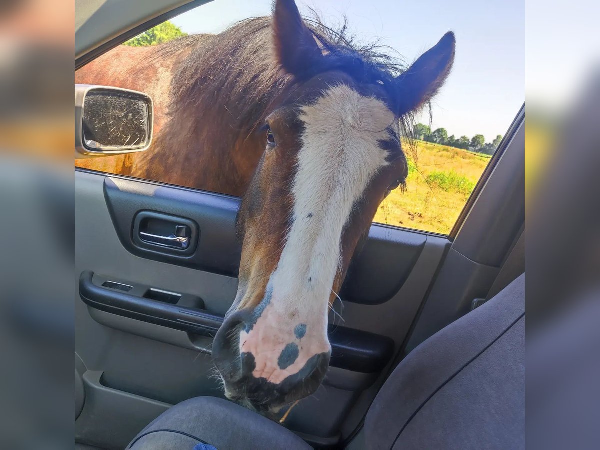 Cob Irlandese / Tinker / Gypsy Vanner Castrone 9 Anni 140 cm Baio scuro in Metelen