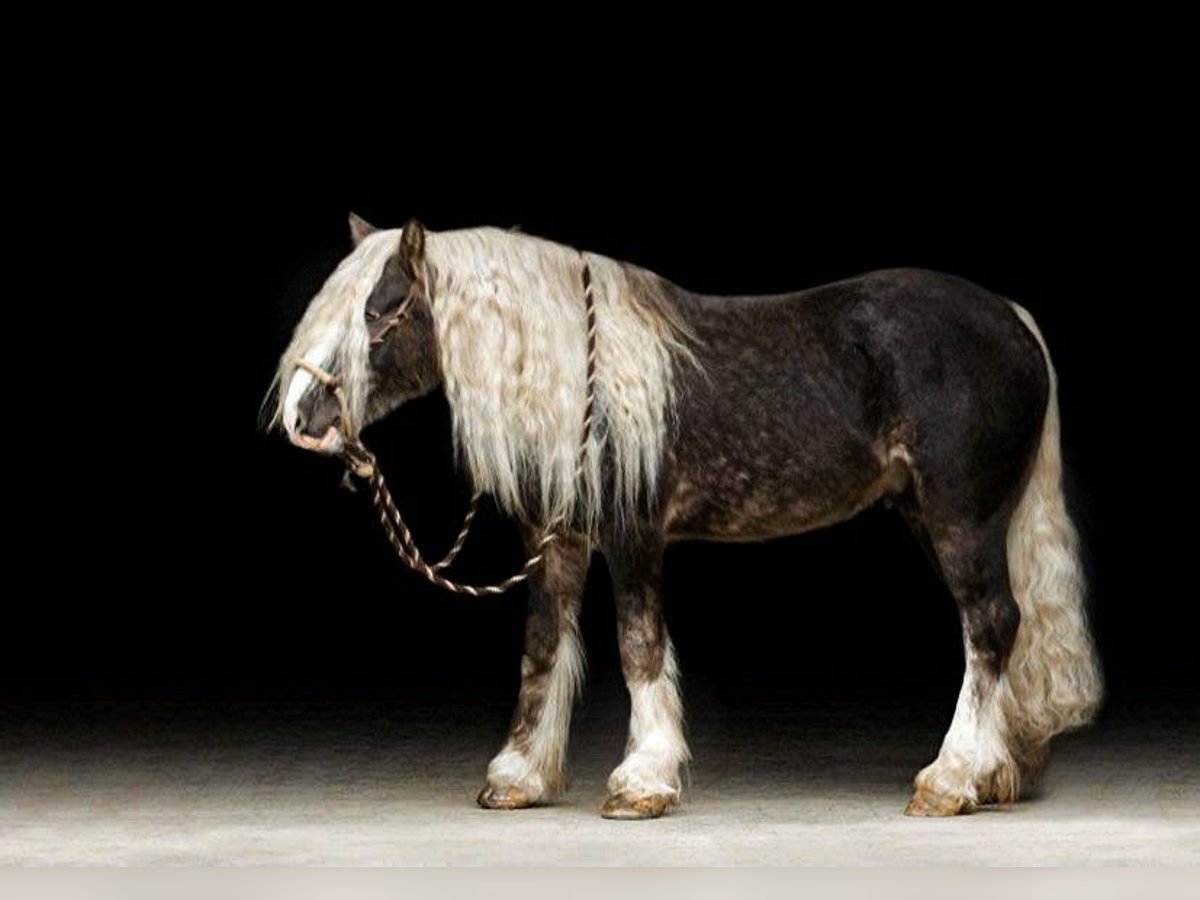 Cob Irlandese / Tinker / Gypsy Vanner Castrone 9 Anni 142 cm Grigio pezzato in Phoenix