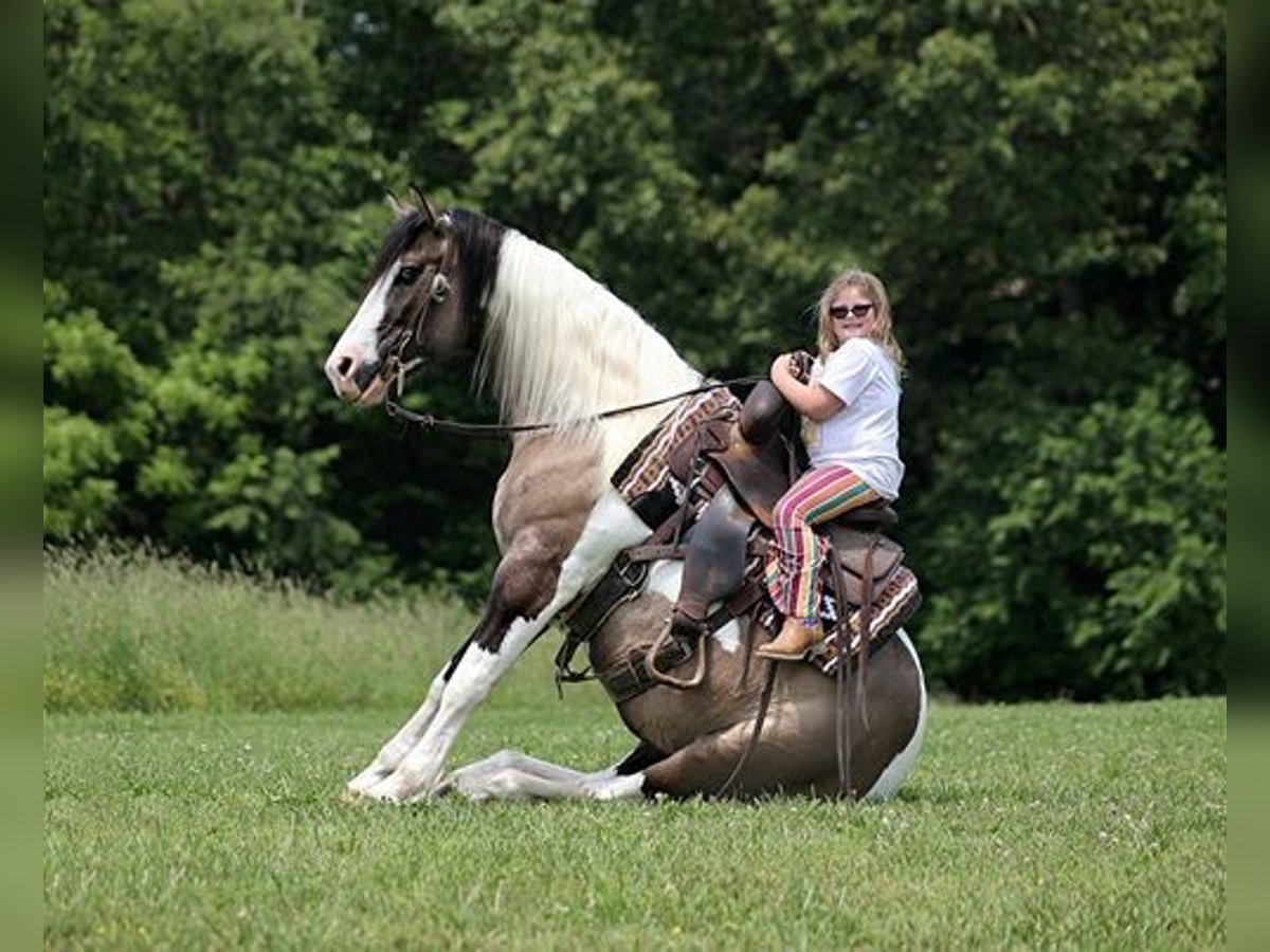 Cob Irlandese / Tinker / Gypsy Vanner Castrone 9 Anni 150 cm Grullo in Mount Vernon, KY