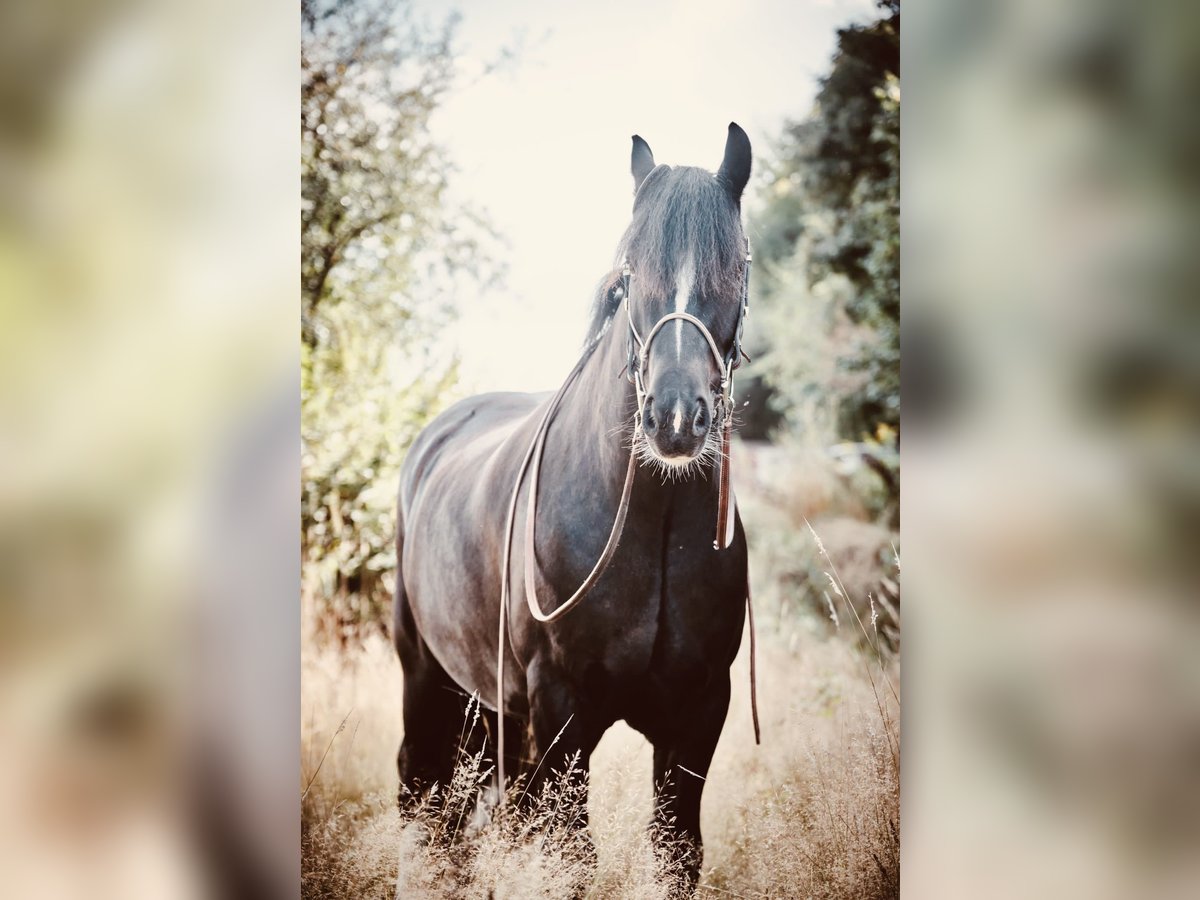 Cob Irlandese / Tinker / Gypsy Vanner Castrone 9 Anni 152 cm Morello in Haren