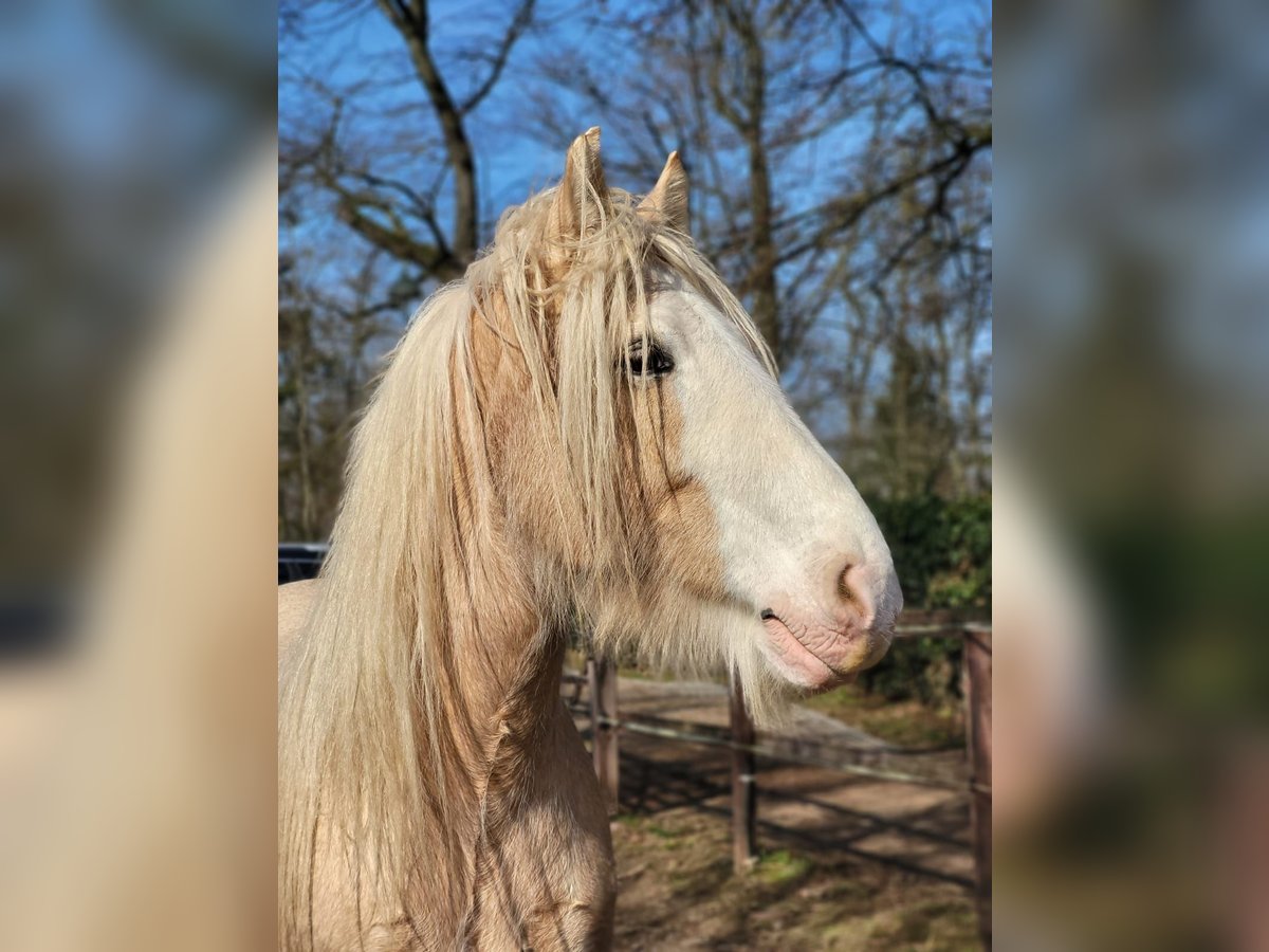 Cob Irlandese / Tinker / Gypsy Vanner Castrone 9 Anni 160 cm Palomino in Dreieich