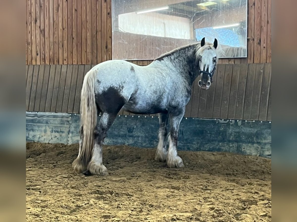 Cob Irlandese / Tinker / Gypsy Vanner Mix Castrone 9 Anni 166 cm in Salzgitter Lichtenberg