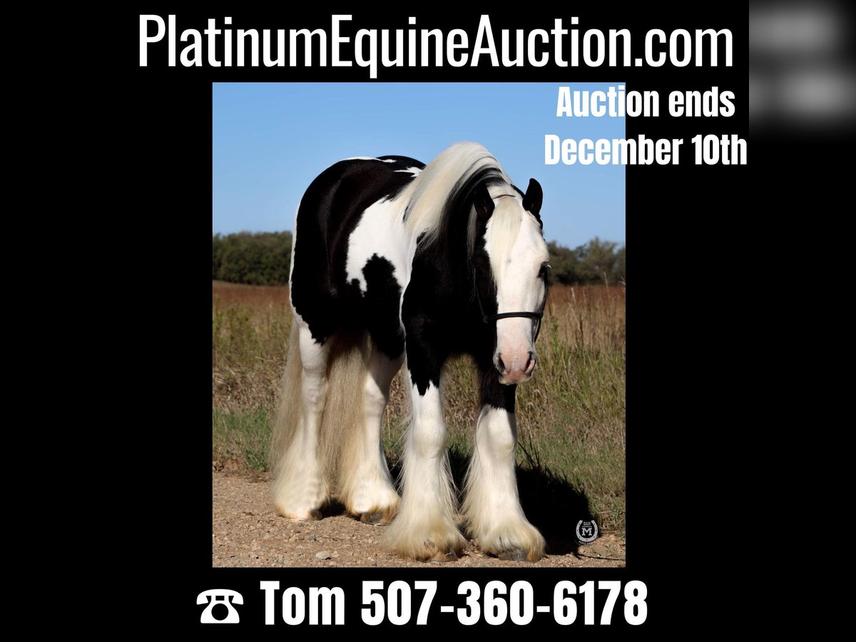 Cob Irlandese / Tinker / Gypsy Vanner Castrone 9 Anni Morello in Windom, MN