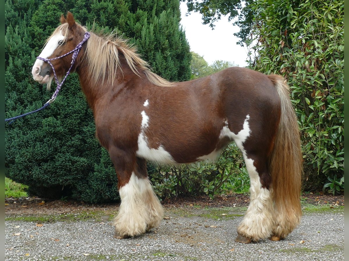 Cob Irlandese / Tinker / Gypsy Vanner Giumenta 10 Anni 128 cm Sauro in Lathen