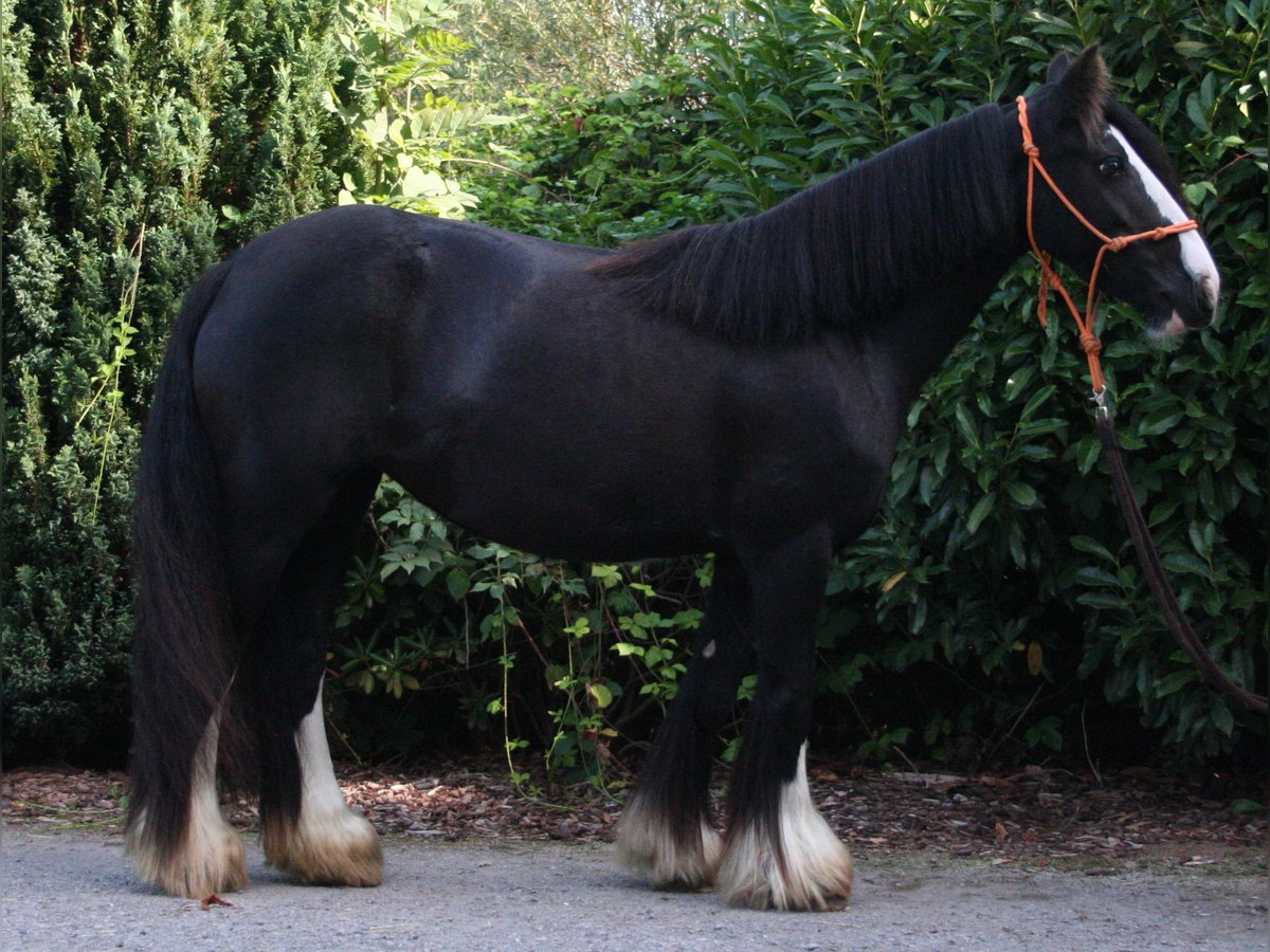 Cob Irlandese / Tinker / Gypsy Vanner Giumenta 10 Anni 133 cm Morello in Lathen