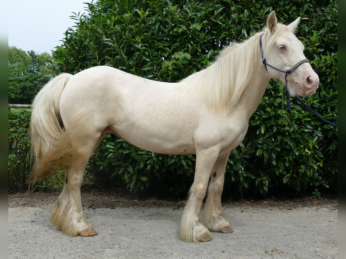 Cob Irlandese / Tinker / Gypsy Vanner Giumenta 10 Anni 137 cm Palomino in Lathen