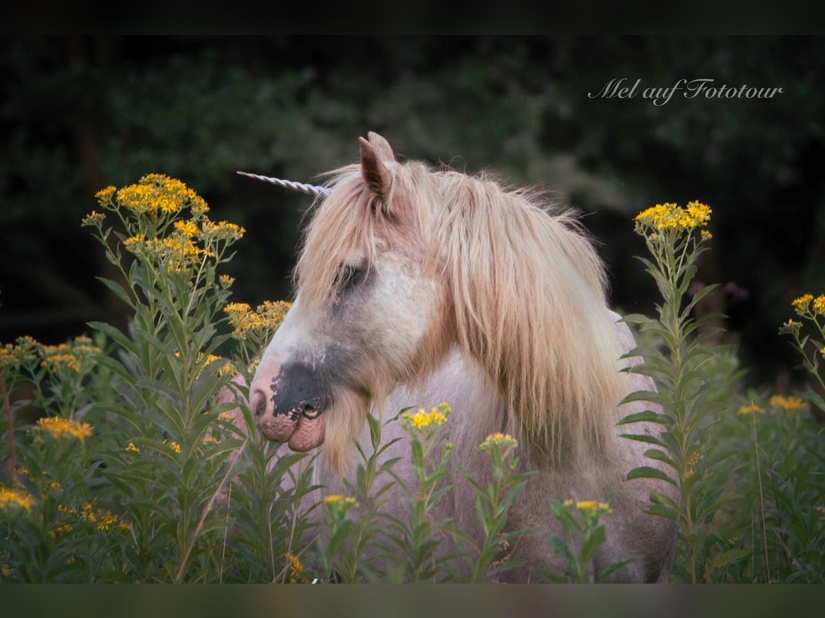 Cob Irlandese / Tinker / Gypsy Vanner Giumenta 10 Anni 138 cm Roano rosso in Bad Salzdetfurth