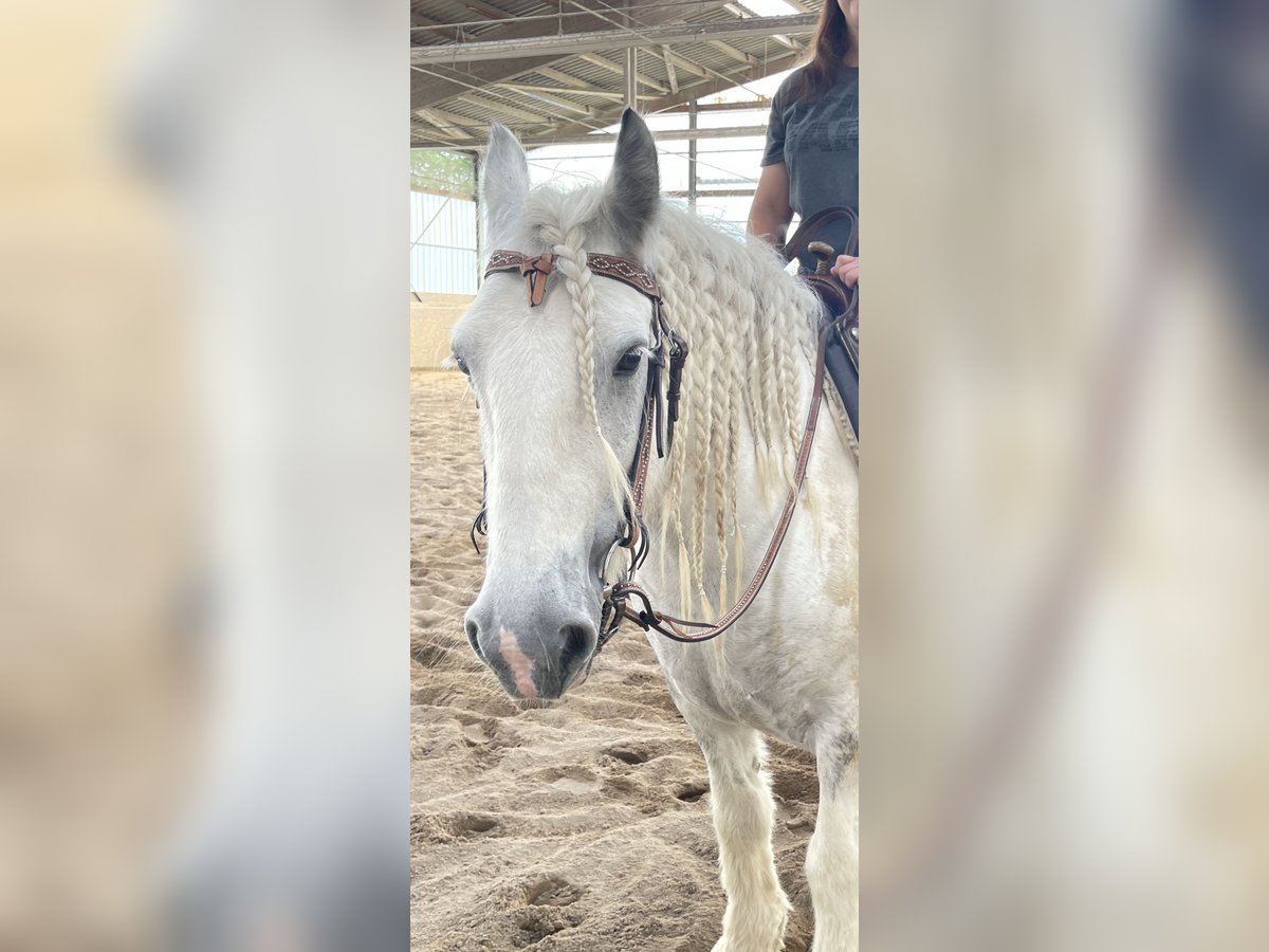 Cob Irlandese / Tinker / Gypsy Vanner Giumenta 10 Anni 150 cm Bianco in Kandel