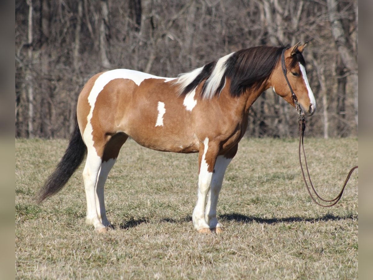 Cob Irlandese / Tinker / Gypsy Vanner Giumenta 10 Anni 150 cm Falbo in Mount vernon KY