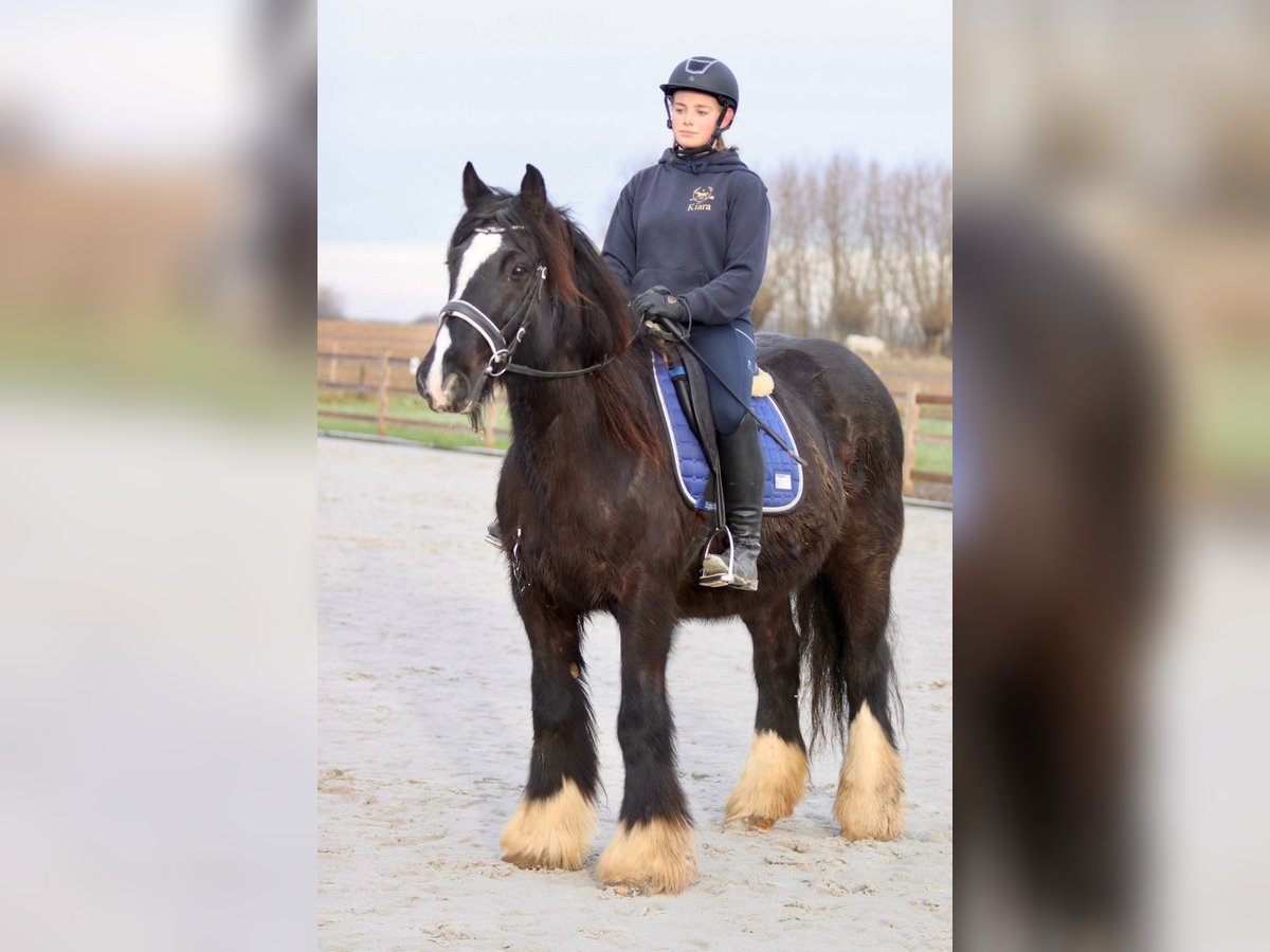 Cob Irlandese / Tinker / Gypsy Vanner Giumenta 10 Anni 155 cm Morello in Bogaarden