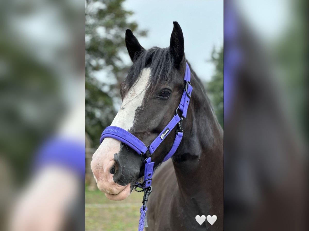 Cob Irlandese / Tinker / Gypsy Vanner Giumenta 10 Anni Morello in Bad Grund