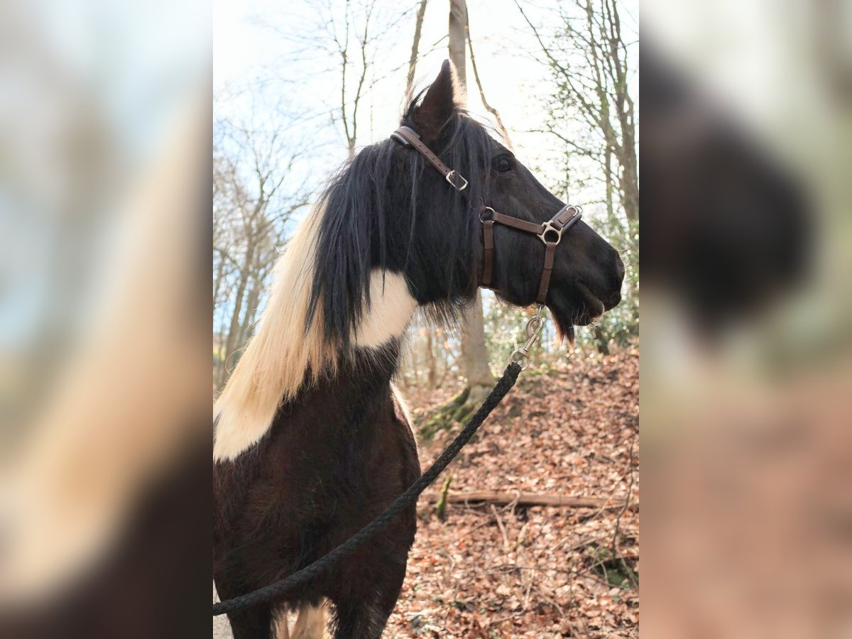 Cob Irlandese / Tinker / Gypsy Vanner Mix Giumenta 11 Anni 125 cm in Vlotho