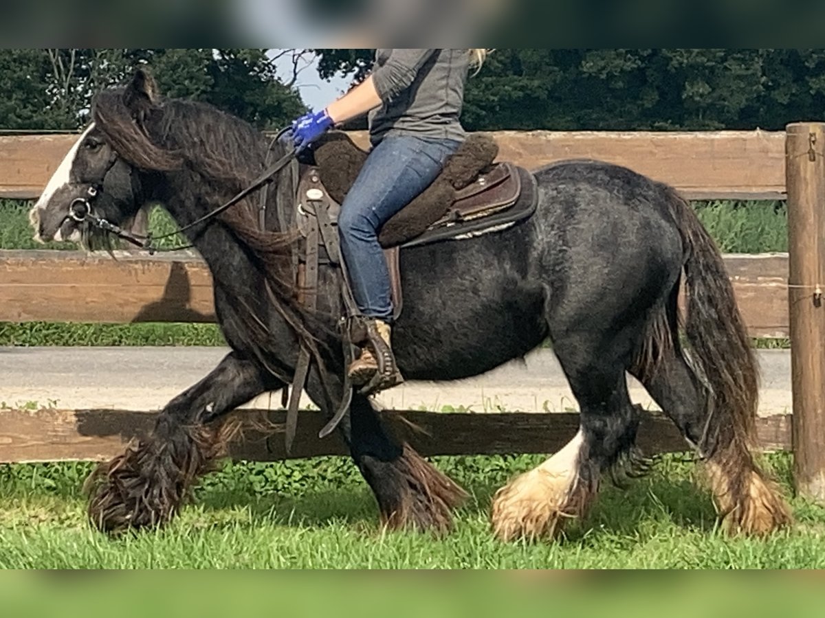 Cob Irlandese / Tinker / Gypsy Vanner Giumenta 11 Anni 129 cm Morello in Lathen