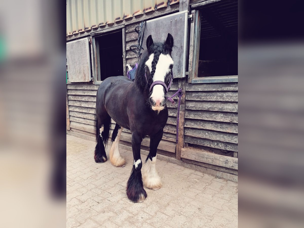 Cob Irlandese / Tinker / Gypsy Vanner Giumenta 11 Anni 130 cm Morello in Crailsheim