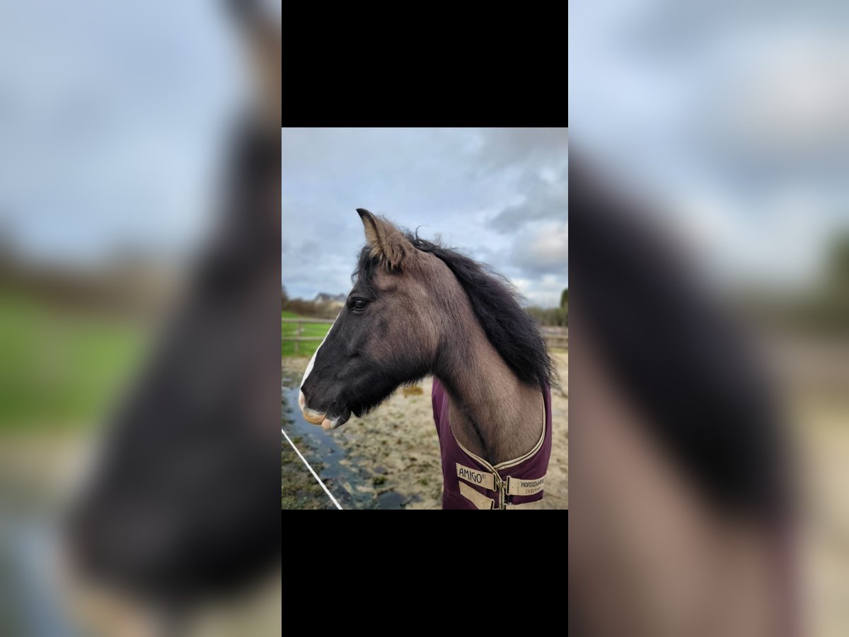 Cob Irlandese / Tinker / Gypsy Vanner Mix Giumenta 11 Anni 136 cm Grullo in Lohmar