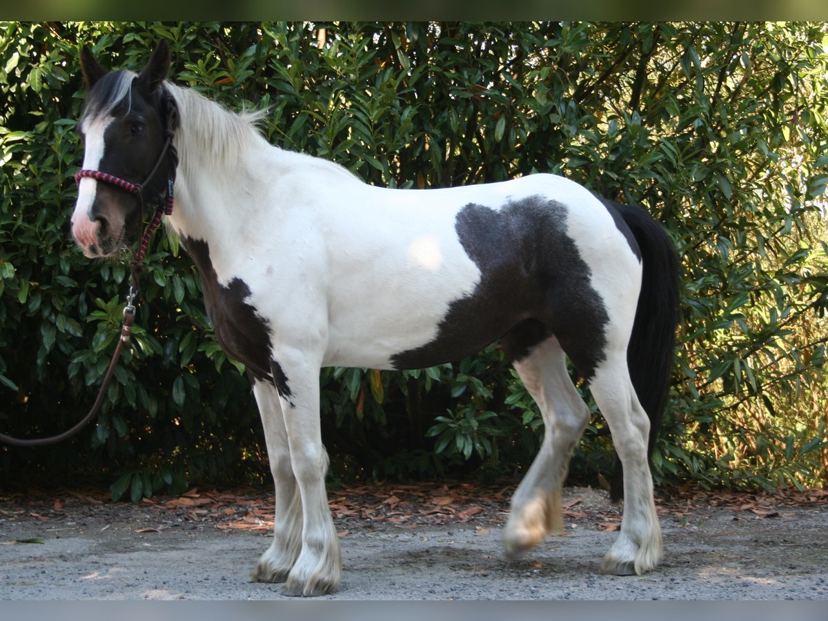 Cob Irlandese / Tinker / Gypsy Vanner Giumenta 11 Anni 136 cm Pezzato in Lathen