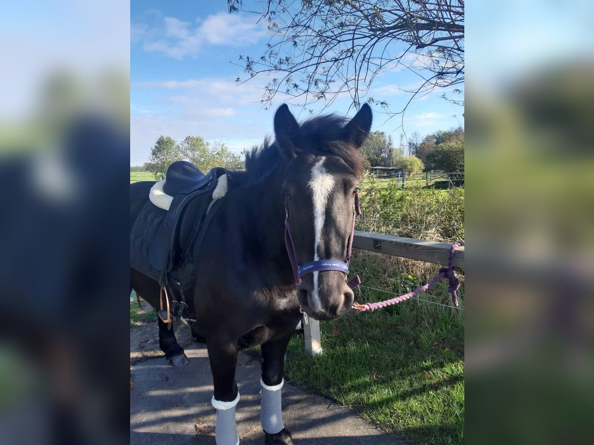 Cob Irlandese / Tinker / Gypsy Vanner Mix Giumenta 11 Anni 140 cm Morello in Braunschweig