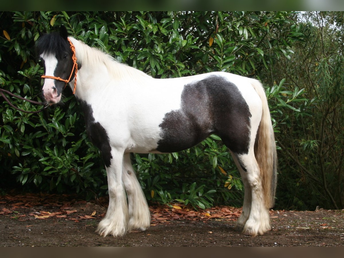 Cob Irlandese / Tinker / Gypsy Vanner Giumenta 11 Anni 142 cm Pezzato in Lathen