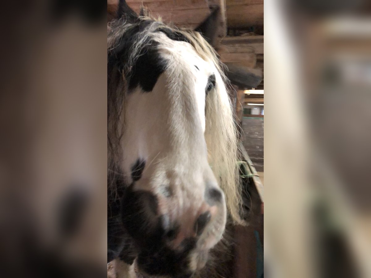 Cob Irlandese / Tinker / Gypsy Vanner Giumenta 11 Anni 147 cm Pezzato in Schortens Schoost