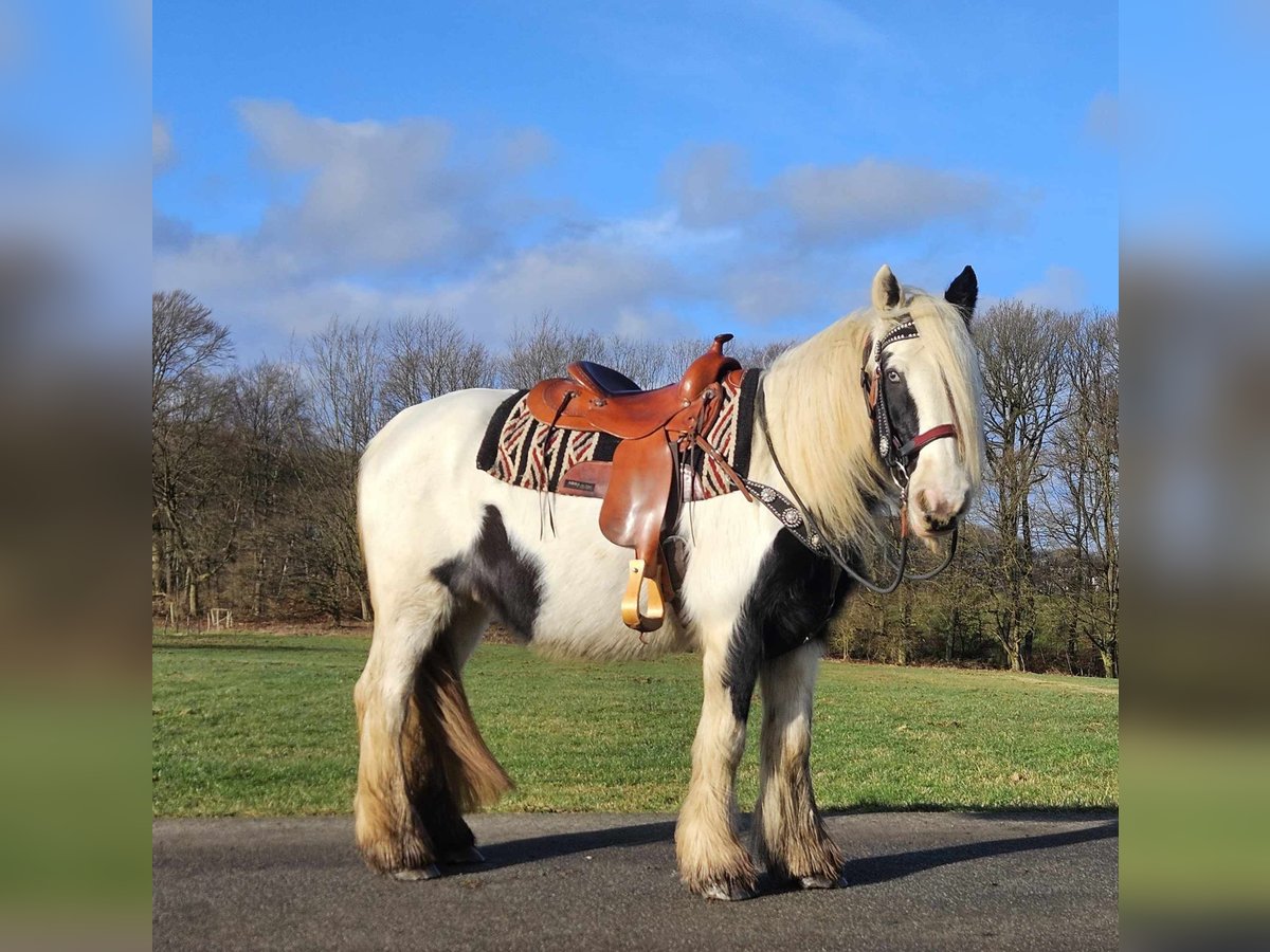 Cob Irlandese / Tinker / Gypsy Vanner Giumenta 11 Anni 154 cm Pezzato in Linkenbach