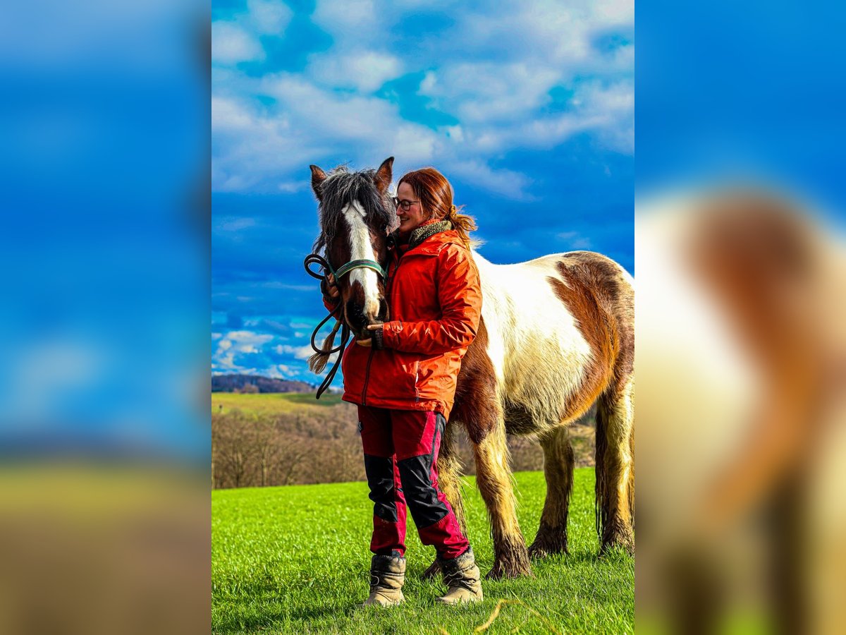 Cob Irlandese / Tinker / Gypsy Vanner Giumenta 11 Anni 156 cm Pezzato in Hückeswagen