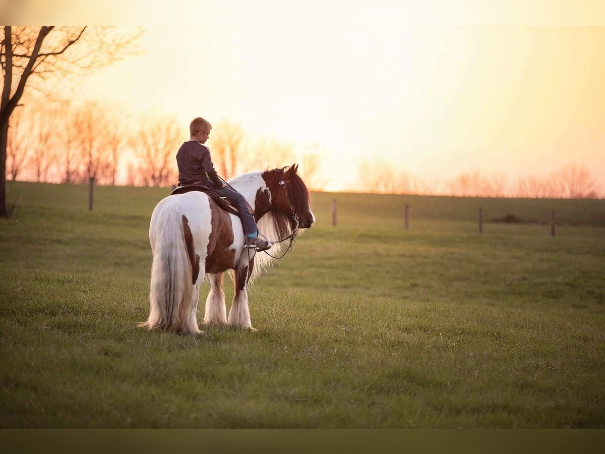 Cob Irlandese / Tinker / Gypsy Vanner Giumenta 12 Anni 132 cm Tobiano-tutti i colori in Arvada