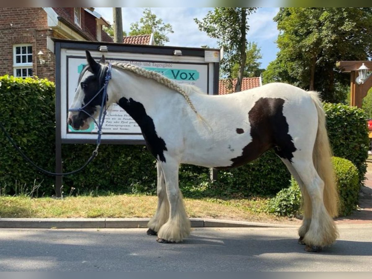 Cob Irlandese / Tinker / Gypsy Vanner Giumenta 12 Anni 133 cm Pezzato in Eggermühlen