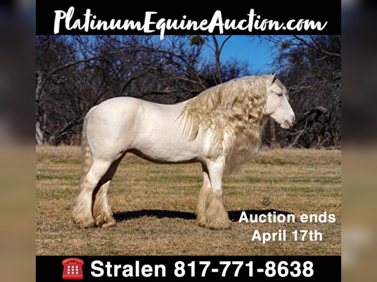 Cob Irlandese / Tinker / Gypsy Vanner Giumenta 12 Anni 152 cm Cremello in Comache, TX