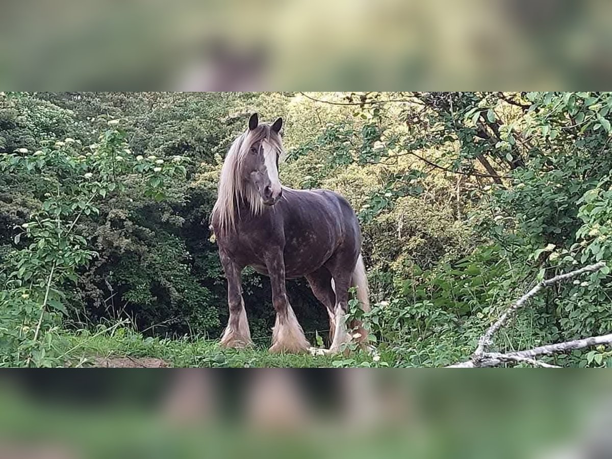 Cob Irlandese / Tinker / Gypsy Vanner Giumenta 12 Anni 156 cm in Losheim am See