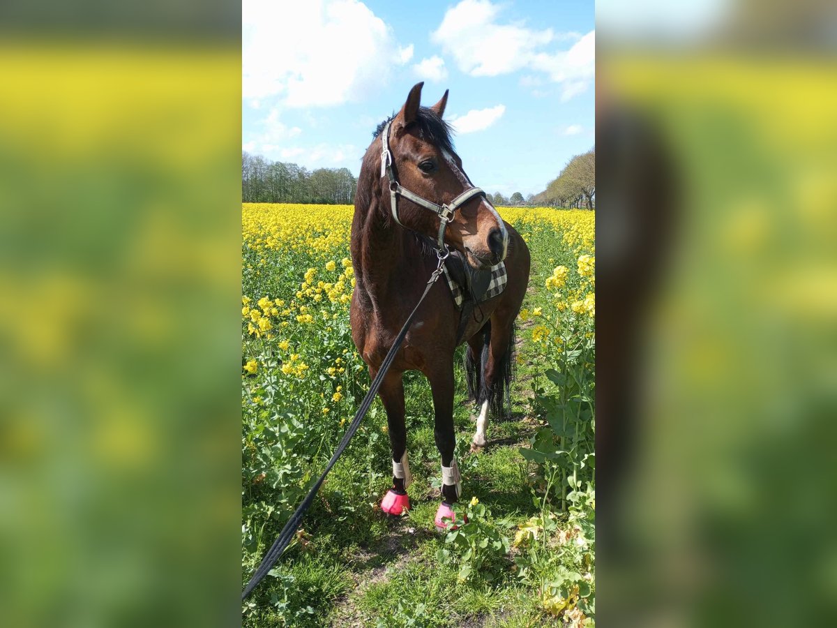 Cob Irlandese / Tinker / Gypsy Vanner Giumenta 13 Anni 130 cm Pezzato in Wilhelmshaven