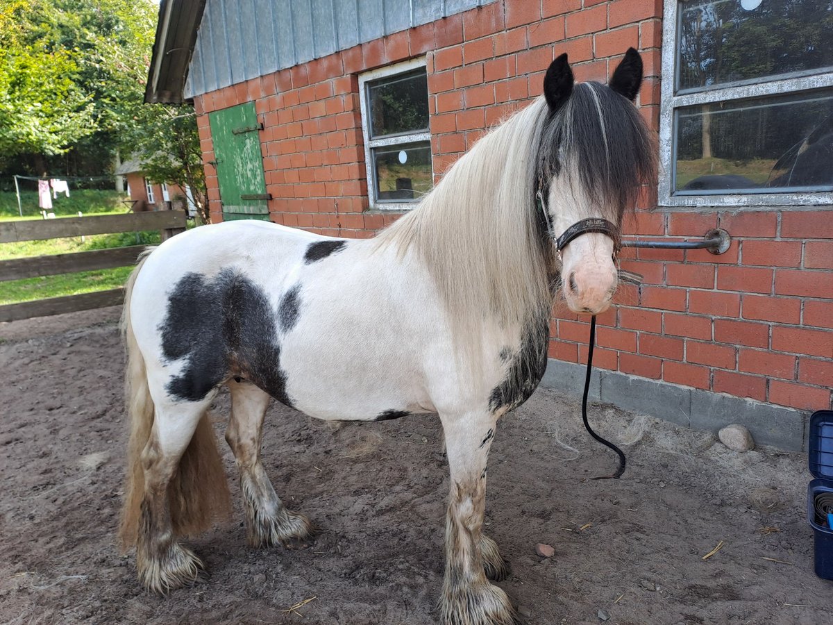 Cob Irlandese / Tinker / Gypsy Vanner Giumenta 13 Anni 135 cm Pezzato in Ramstedt